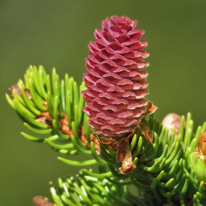 Norway Spruce Picea abies 100 Seeds USA Company image 7