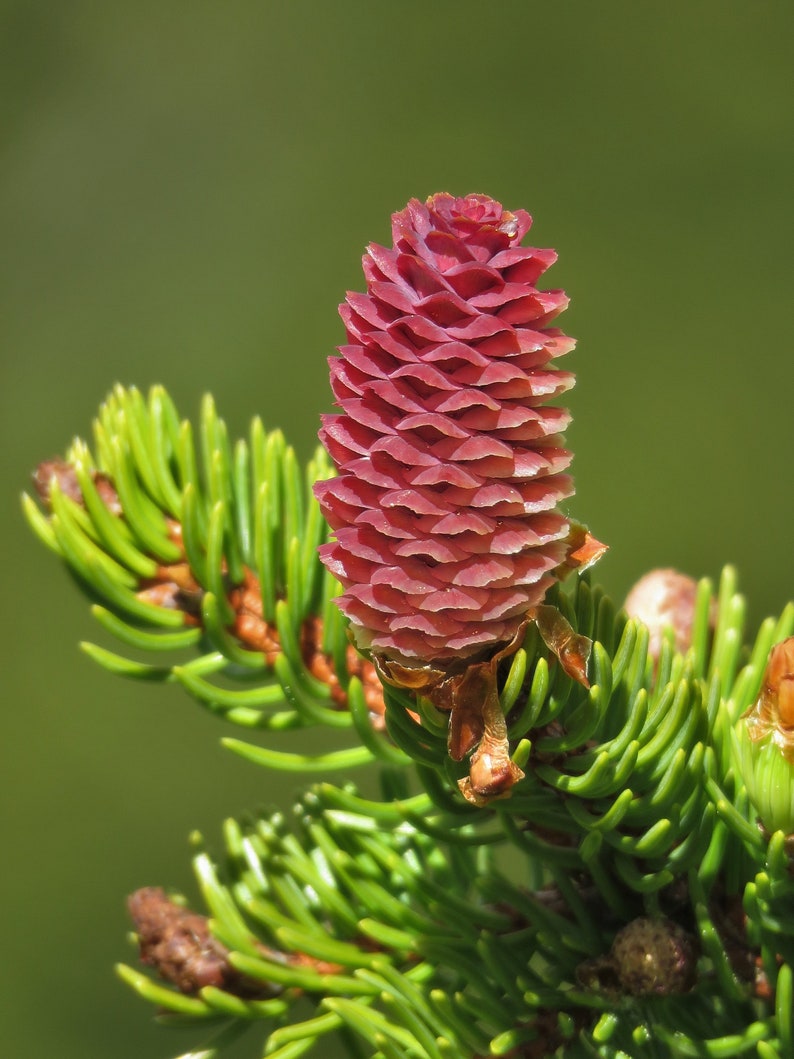 Norway Spruce Picea abies 100 Seeds USA Company image 7