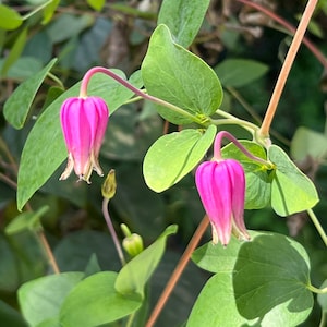 Flor de cuero rosa Clematis glaucophylla 50 semillas USA Company imagen 1