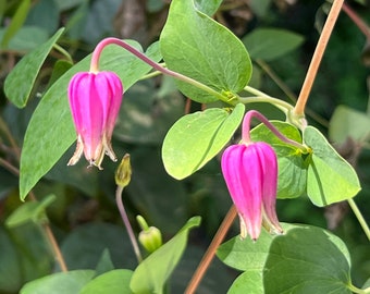 Pink Leather Flower   Clematis glaucophylla  50 Seeds  USA Company
