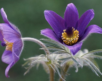 Pasque Flower  Pulsatilla vulgaris  20 Seeds  USA Company