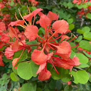 Red Orchid Tree Bauhinia galpinii 10 Seeds USA Company image 5