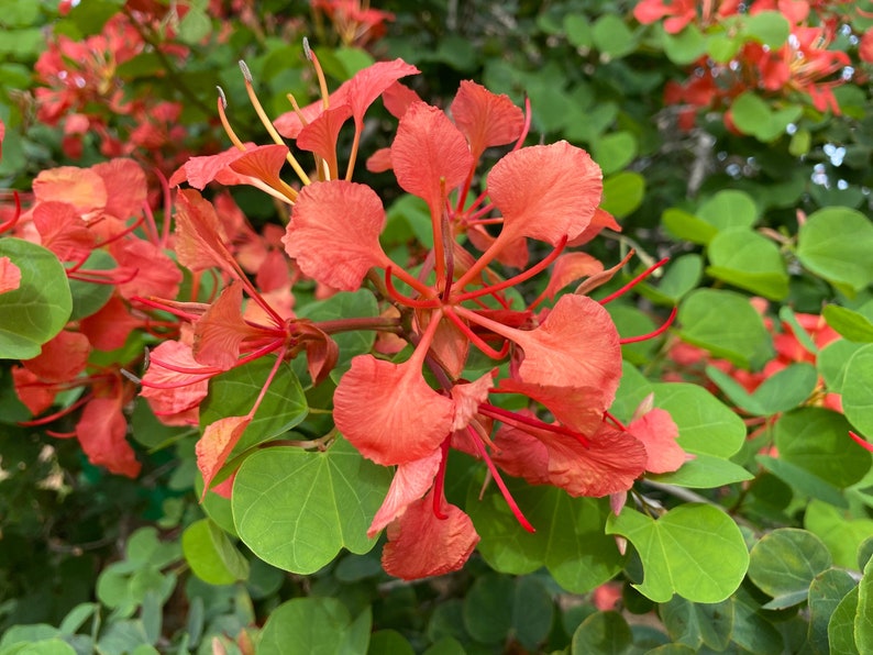 Red Orchid Tree Bauhinia galpinii 10 Seeds USA Company image 5