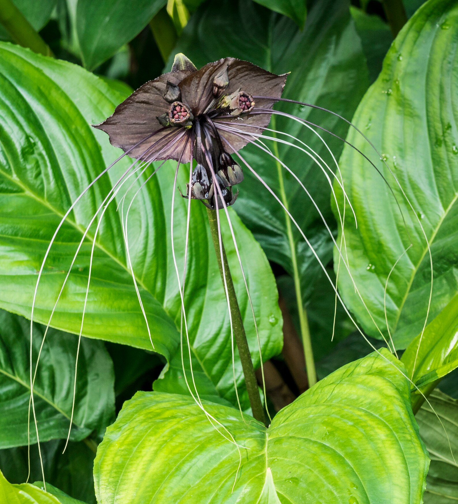 Black Bat Flower Tacca Chantrieri 10 Seeds free US Shipping Etsy