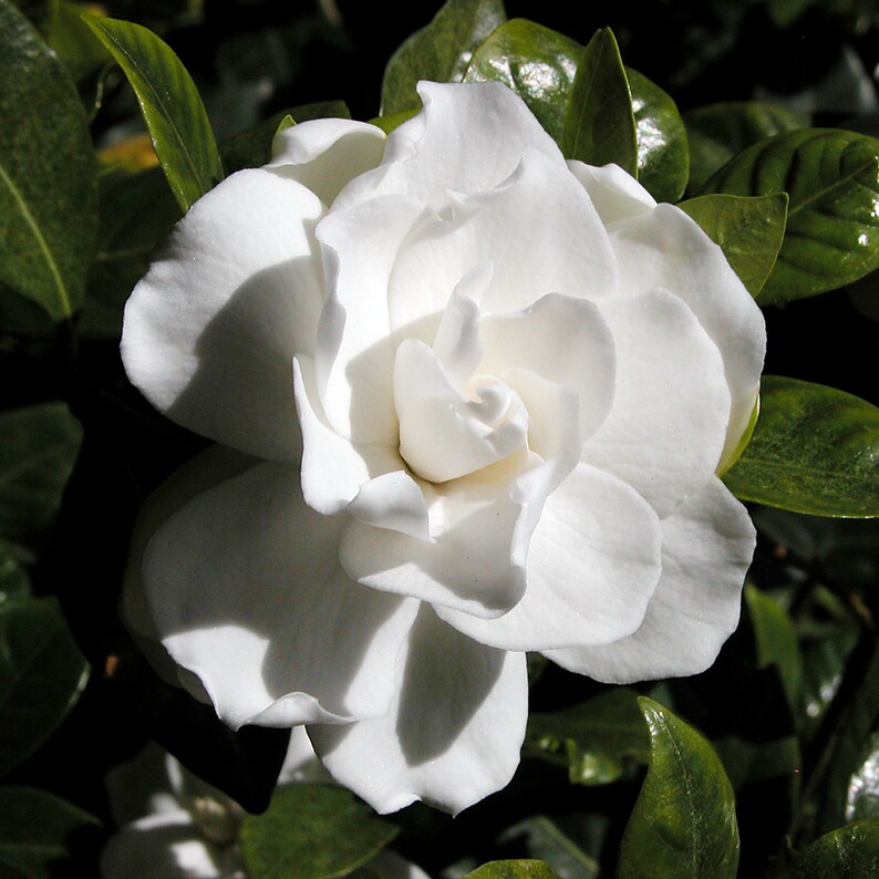 Sangrando en verde: Gardenia thunbergia, la fragancia de Sudáfrica