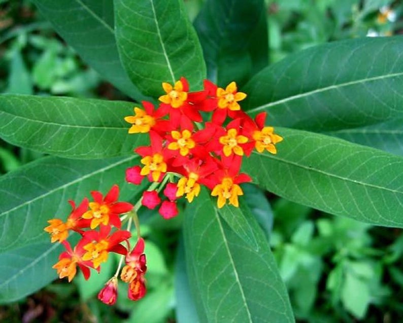 Tropical Milkweed Asclepias curassavica 100 Seeds USA Company image 2