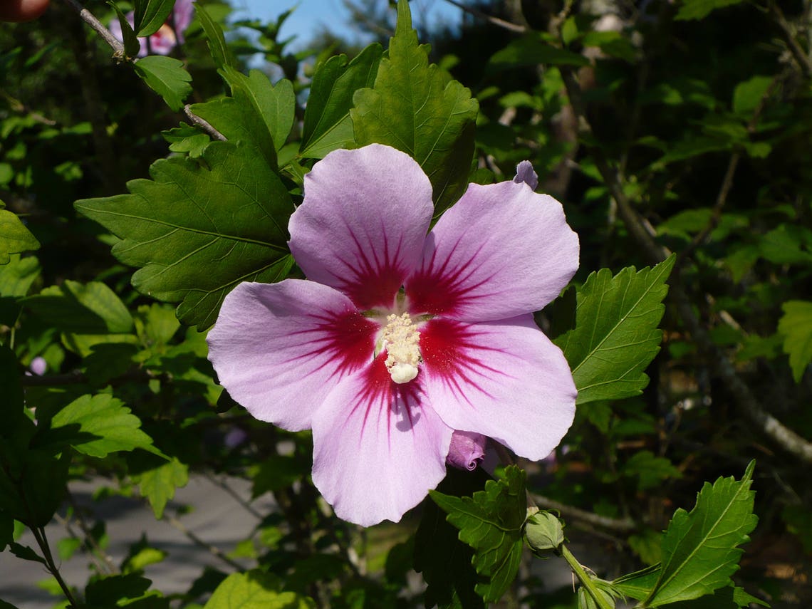 Rose of Sharon Hardy Hibiscus Hibiscus Syriacus 10 Seeds free Etsy