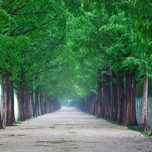 Séquoia rouge Metasequoia glyptostroboides 200 Seeds USA Company image 6