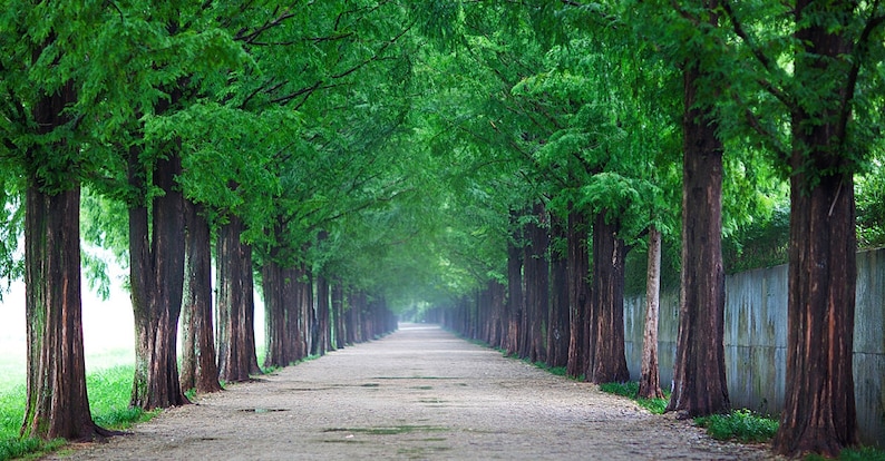 Séquoia rouge Metasequoia glyptostroboides 200 Seeds USA Company image 6