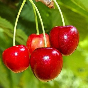 Sweet Cherry   Prunus avium   20 Seeds  USA Company