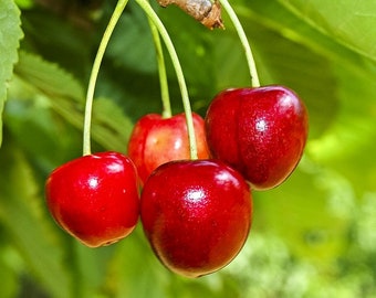 Sweet Cherry   Prunus avium   20 Seeds  USA Company