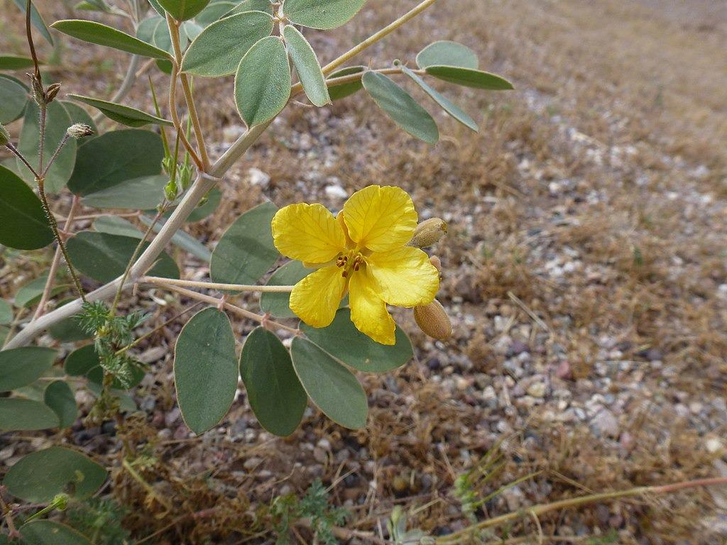 Desert Senna  20 Seeds  Cassia covesii