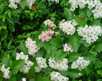 Green Hawthorn   Crataegus viridis   20 Seeds  USA Company