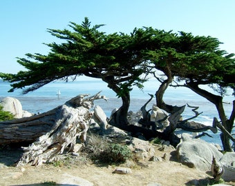 Monterey Cypress   Cupressus macrocarpa   500 Seeds  USA Company