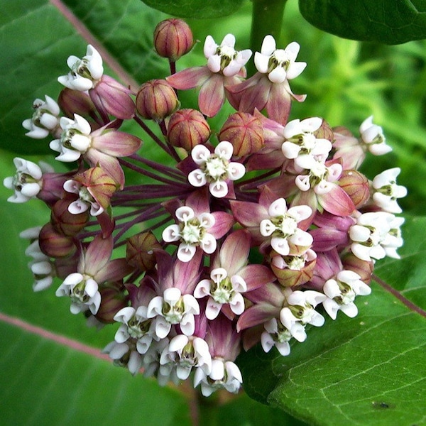 Asclépiade commune Asclepias syriaca 1000 graines USA Company