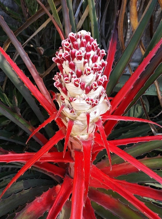 Buy Wild Pineapple Heart of Flame Bromelia Pinguin 10 Seeds Online in India  - Etsy