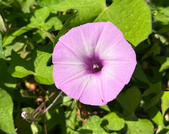 Pink Morning Glory   Ipomoea cordatotriloba  20 Seeds  USA Company