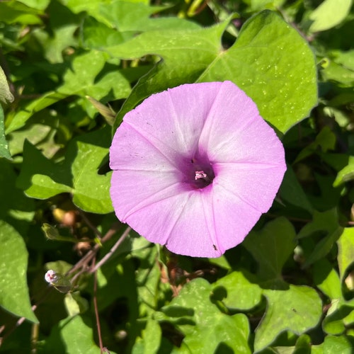 Pink Morning Glory   Ipomoea cordatotriloba  20 Seeds  USA Company