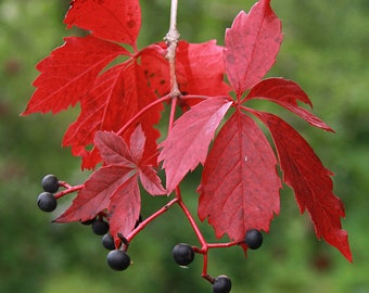 Virginia Creeper   Parthenocissus quinquefolia  100 Seeds  USA Company