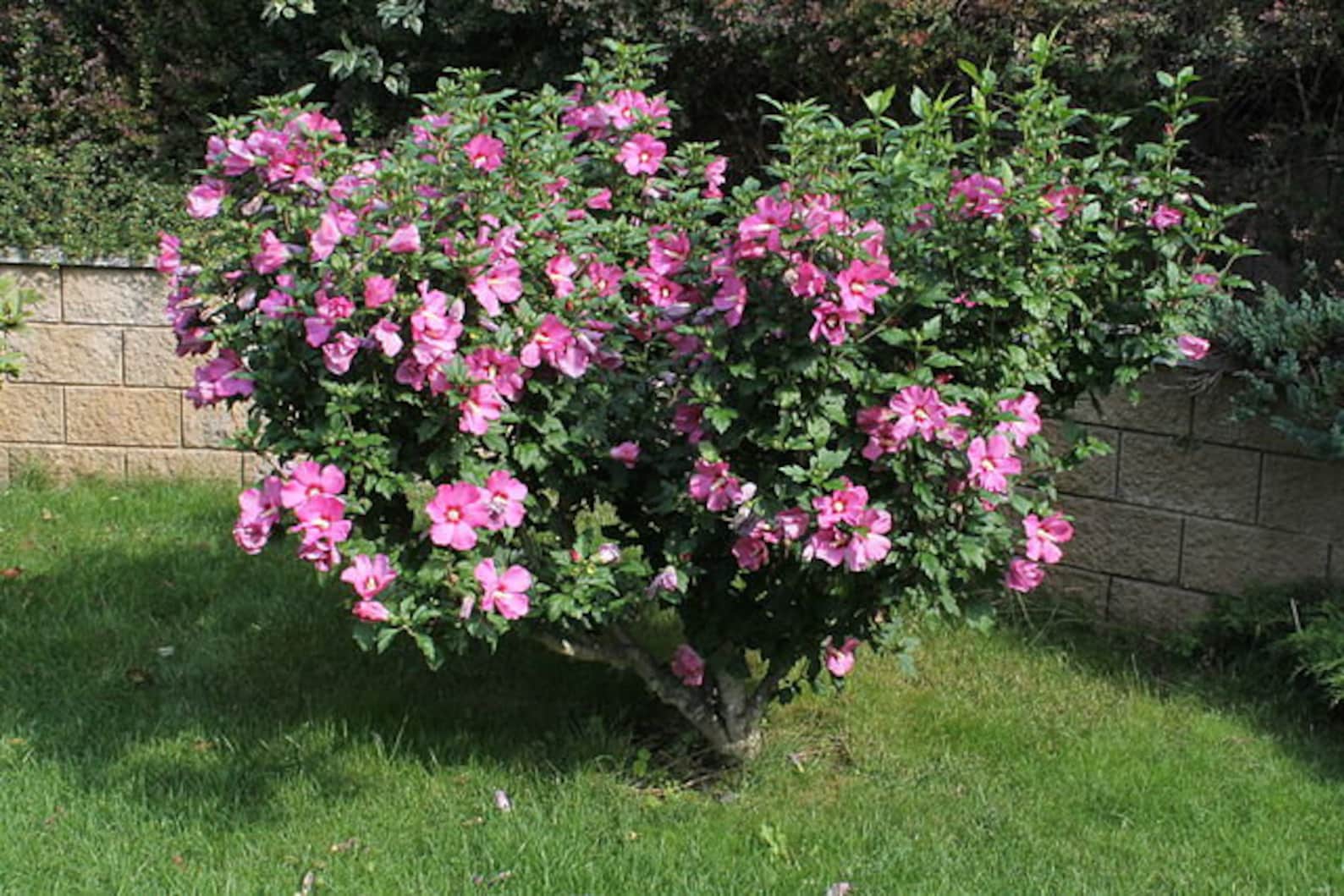Rose of Sharon Hardy Hibiscus Hibiscus Syriacus 10 Seeds free Etsy