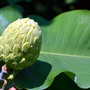 Bigleaf Magnolia Magnolia macrophylla 10 Seeds USA Company image 6