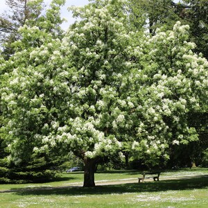 Flowering Ash Fraxinus ornus 20 Seeds USA Company image 5