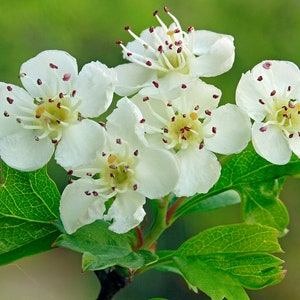 Engelse meidoorn Crataegus monogyna 100 zaden
