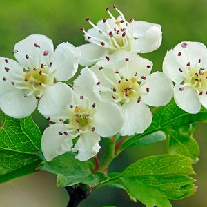 English Hawthorn   Crataegus monogyna   20 Seeds  USA Company