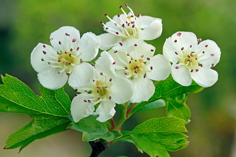 English Hawthorn Crataegus monogyna 20 Seeds USA Company image 1