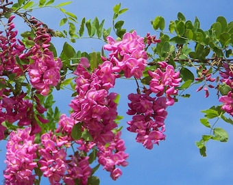 Rose Acacia  Bristly Locust  Robinia hispida   20  Seeds  USA Company