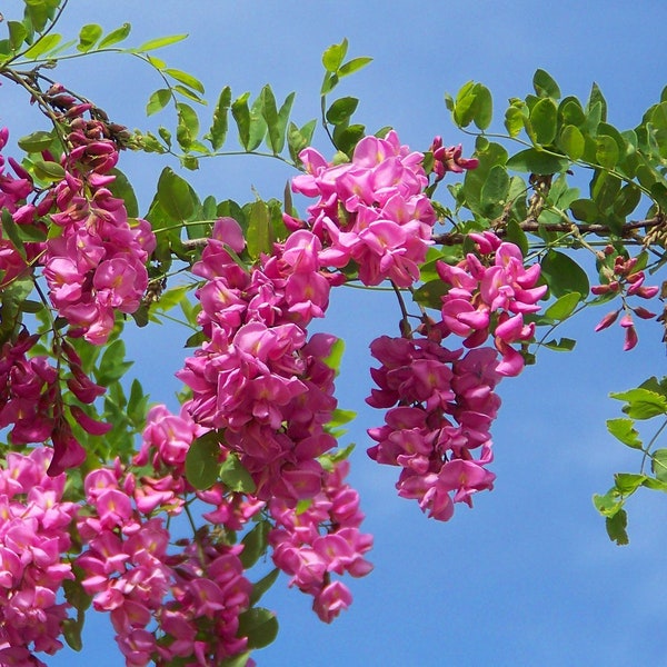 Rose Acacia  Bristly Locust  Robinia hispida   10  Seeds  USA Company