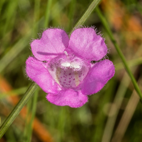 Slender False Foxglove  Agalinis tenuifolia  50 Seeds  USA Company