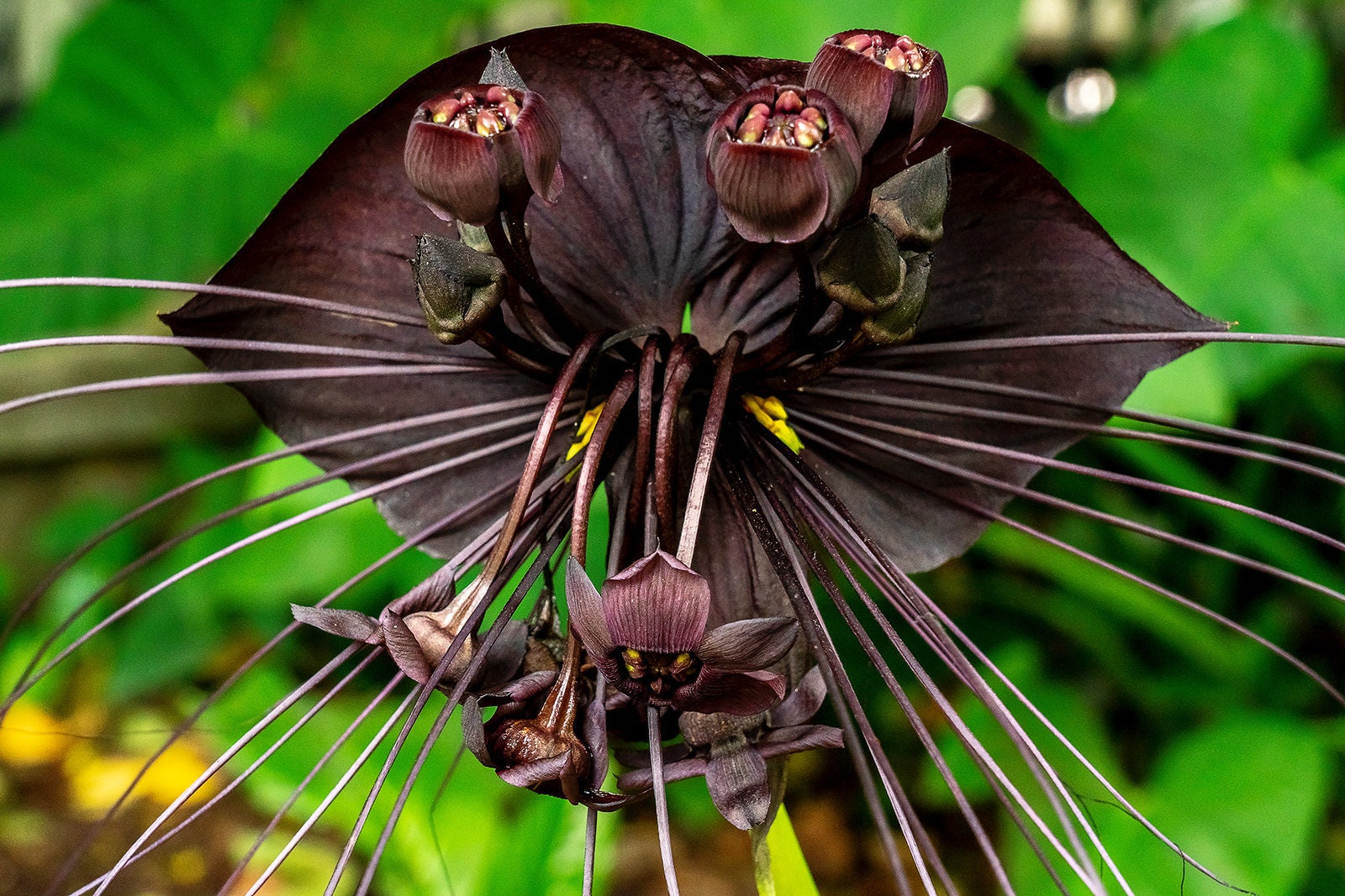 10x funny rare black bat tacca chantrieri whiskers flower seeds garden plant BB 