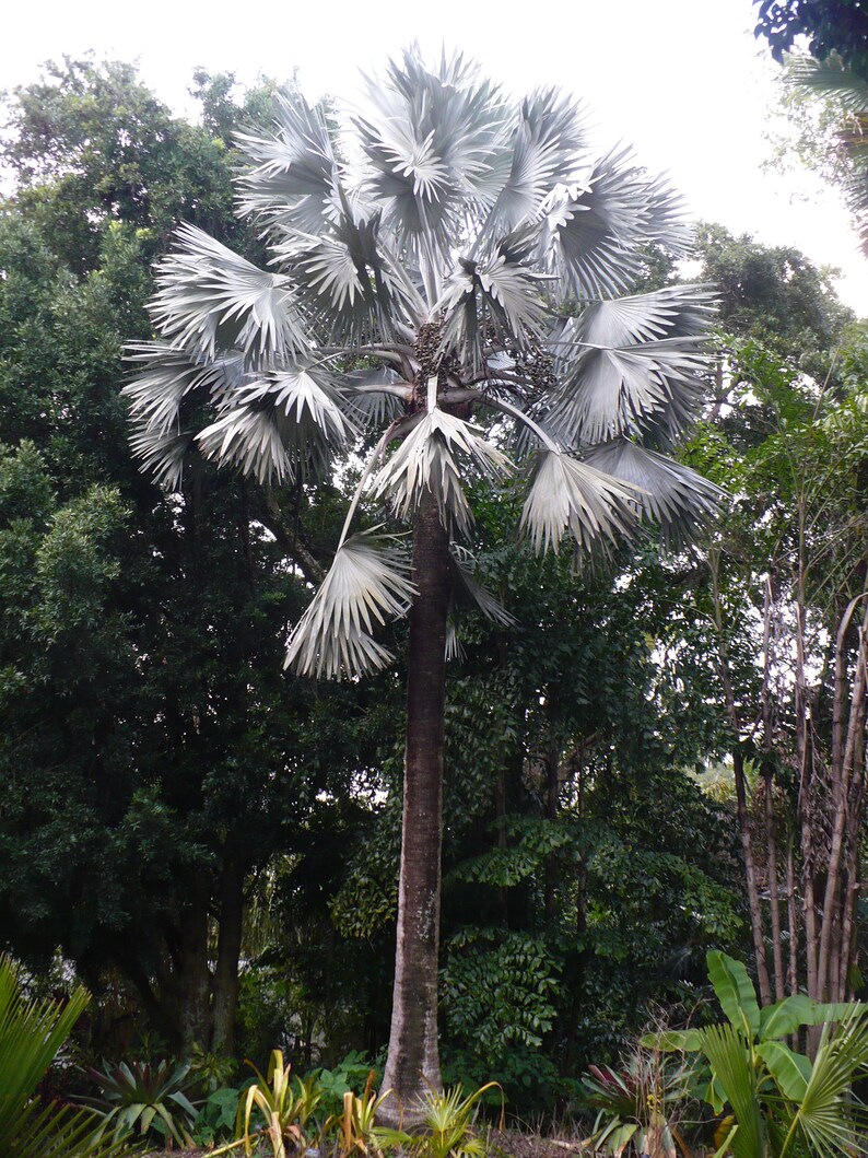 Bismarck Palm Bismarckia nobilis Organic 10 Fresh Seeds | Etsy