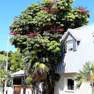 Octopus Tree  Umbrella Tree  Schefflera actinophylla  100 Seeds