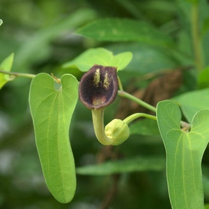Slender Dutchman’s Pipe  20 Seeds  Aristolochia debilis