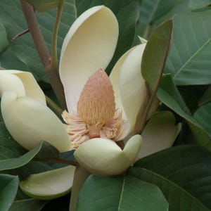 Chinese Evergreen Magnolia  10 Seeds  Magnolia delavayi