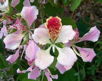 Pink Orchid Tree  Bauhinia monandra  10 Seeds  USA Company