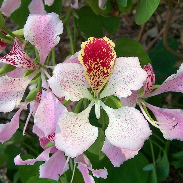 Pink Orchid Tree  Bauhinia monandra  10 Seeds  USA Company