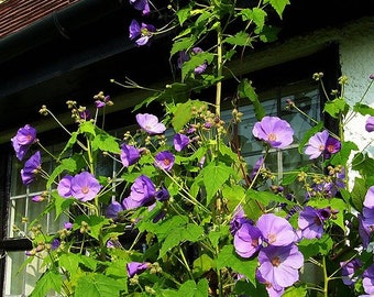 Lavender Flowering Maple  Abutilon vitifolium  20 Seeds  USA Company