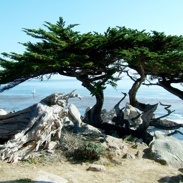 Monterey Cypress   Cupressus macrocarpa   100 Seeds  USA Company
