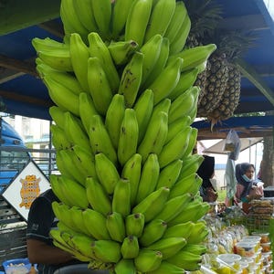 Plantain Banana  5 Seeds  Musa balbisiana