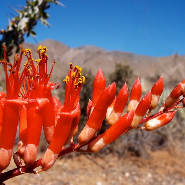 Ocotillo   Fouquieria Splendens   10 Seeds  USA Company