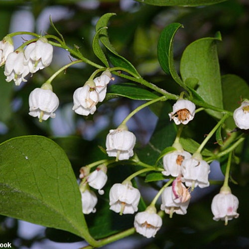 Sparkleberry  Vaccinium arboreum  20 Dried Fruits with Seeds  USA Company