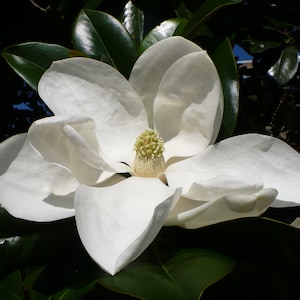 Southern Magnolia   Magnolia grandiflora  10 Seeds  USA Company