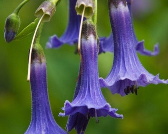 Blue Angel's Trumpet  Iochroma australe  10 Seeds  USA Company