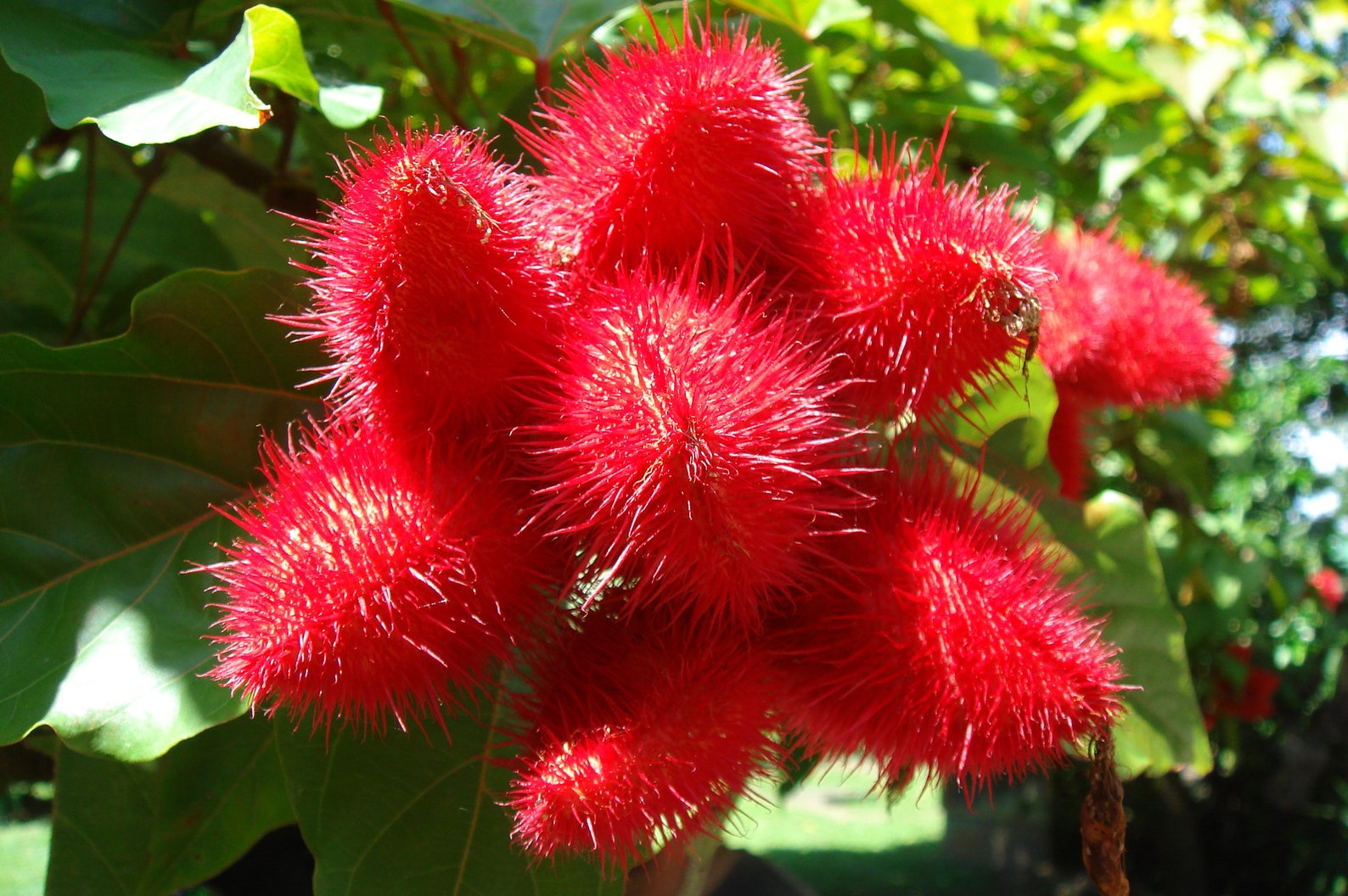 Annatto Lipstick Tree Bixa Orellana 10 Seeds free US Etsy