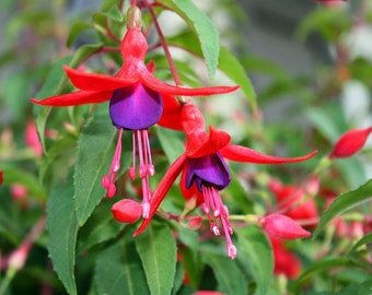 Hardy Fuchsia  Fuchsia magellanica  20  Seeds  USA Company