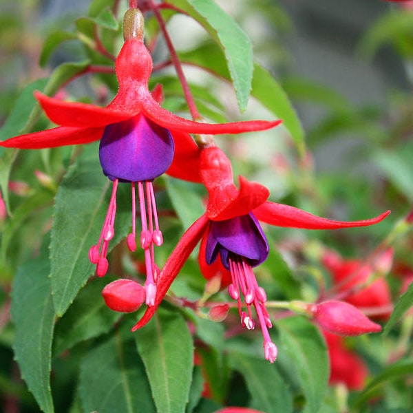 Fuchsia - Etsy