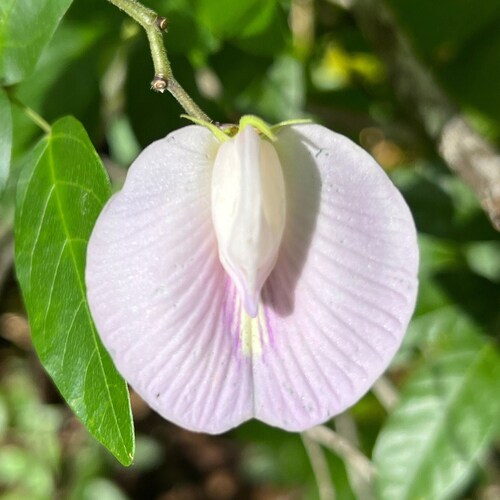 Pink Butterfly Pea   Centrosema virginianum  20 Seeds  USA Company